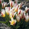 cervenobily tulipan the first 4