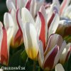 cervenobily tulipan the first 5