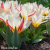 cervenobily tulipan the first 6