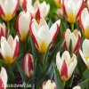 cervenobily tulipan the first 7