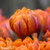 Tulipán plnokvetý - Orange Princess