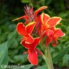 cerveno zluta canna dosna lucifer 5