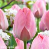 ruzovy tulipan mystic van eijk 1
