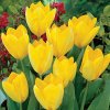 Tulipán - Yellow Purissima