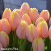 ruzovy tulipan mango charm 2