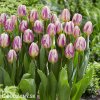 ruzovobily tulipan happy feet 2