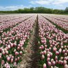 ruzovobily tulipan happy feet 3