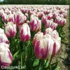 ruzovobily tulipan happy feet 4