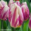 ruzovobily tulipan happy feet 5