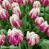 ruzovobily tulipan happy feet 6