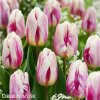 ruzovobily tulipan happy feet 7