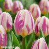 ruzovobily tulipan happy feet 1