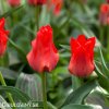 cerveny tulipan red riding hood 4