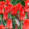 cerveny tulipan red riding hood 1