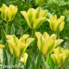 zelenozluty tulipan formosa 2
