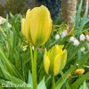 zelenozluty tulipan formosa 3