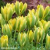 zelenozluty tulipan formosa 4