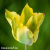 zelenozluty tulipan formosa 5