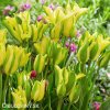 zelenozluty tulipan formosa 6