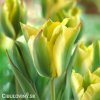 zelenozluty tulipan formosa 1