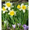 Narcis - January Silver