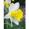 Narcis - January Silver