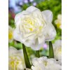 Narcis - Obdam