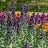 cerny rebcik fritillaria twin towers 2