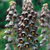 Korunkovka - Fritillaria Twin Towers