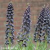cerny rebcik fritillaria twin towers 3
