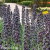 cerny rebcik fritillaria twin towers 4