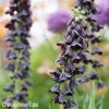 cerny rebcik fritillaria twin towers 5