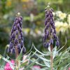 cerny rebcik fritillaria twin towers 6
