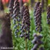 cerny rebcik fritillaria twin towers 1