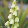 bily rebcik fritillaria persica alba 3