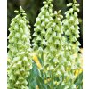 Korunkovka - Fritillaria Persica Alba