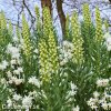 bily rebcik fritillaria persica alba 4
