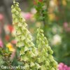 bily rebcik fritillaria persica alba 5