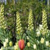 bily rebcik fritillaria persica alba 6