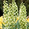 bily rebcik fritillaria persica alba 1