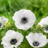 Sasanka - Anemone The Bride