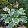 bohyska hosta american halo 5