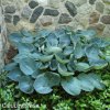 bohyska hosta big daddy 2