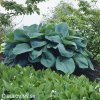 bohyska hosta big daddy 5