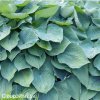 bohyska hosta big daddy 6