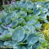 bohyska hosta big daddy 1