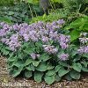 bohyska hosta mouse ears 4