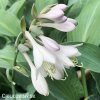 bohyska hosta t rex 2