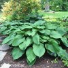 bohyska hosta t rex 3