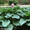 bohyska hosta t rex 4